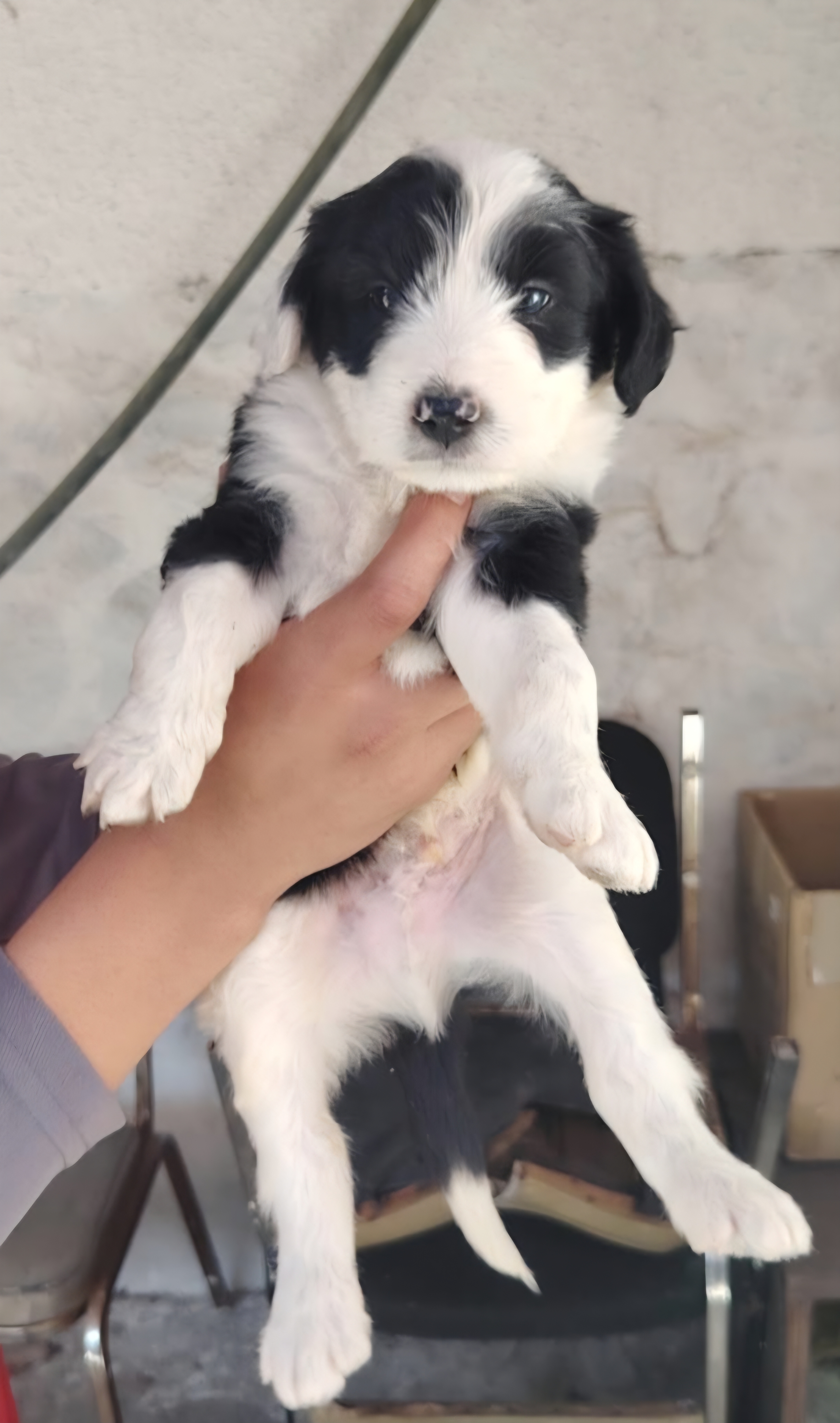 Gusgus
